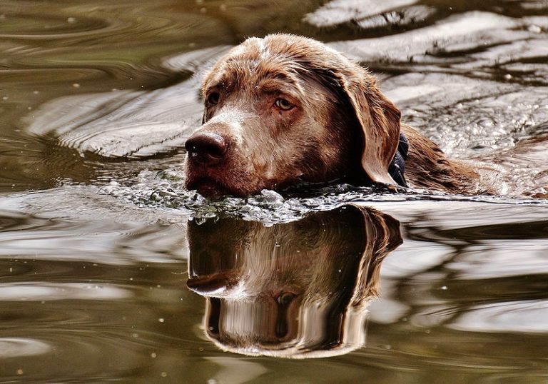 Can Labradors Swim In Freezing Water? When Is It Too Cold?