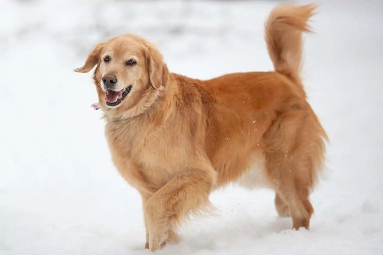 How To Keep Your Golden Retriever Warm And Cozy This Winter!