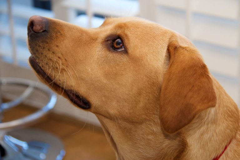 Do Yellow Labradors Have Brown Or Black Noses?