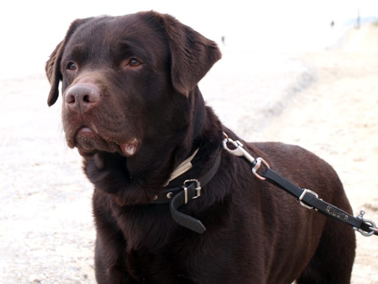 Labrador Harness Vs Collar: Which Is The Better Option? A Comprehensive Guide