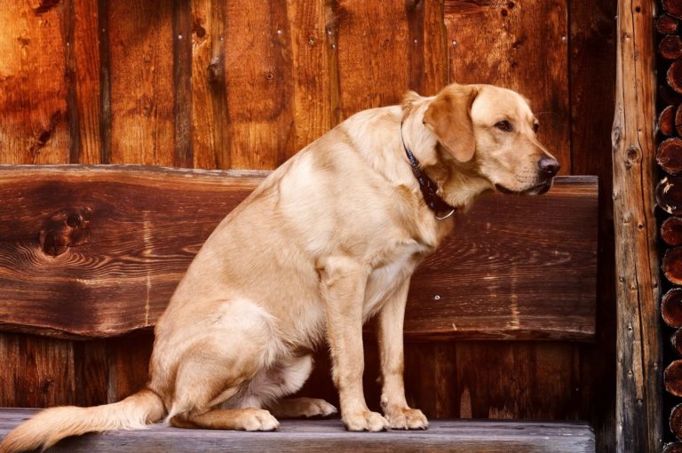 Why Your Labrador Doesn’t Bark And What You Can Do About It