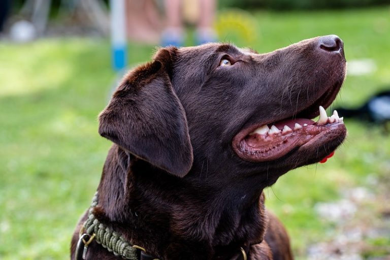 Are Chocolate Labradors More Aggressive Than Others? Find Out If You’re Right