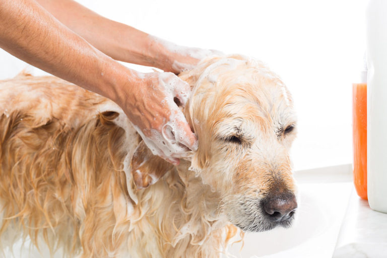 Grooming Your Golden Retriever – Everything You Need To Know!