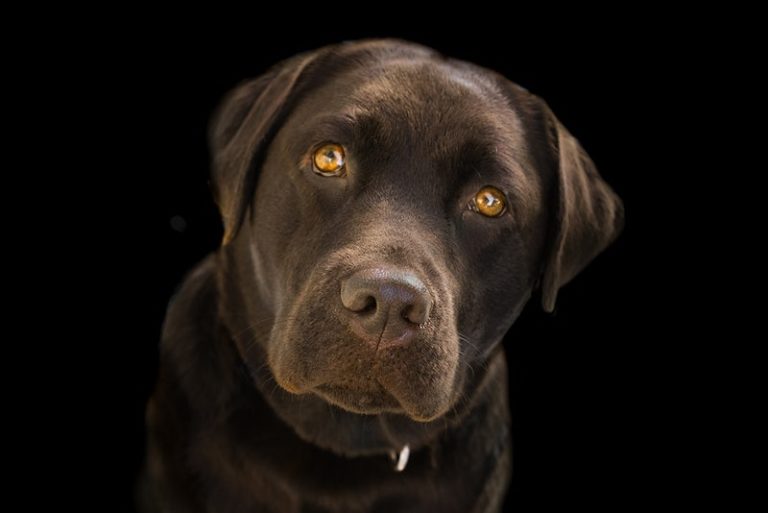 Do Labradors Ever Attack Their Owners? Reasons Labs Might Snap
