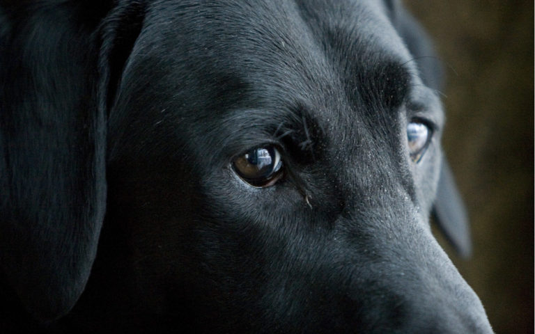 Why Do Some Labradors Have Droopy Eyes? What Does It Mean? 