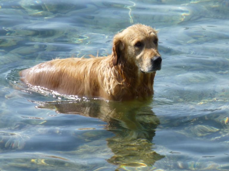 Can Golden Retrievers Swim In A Lake? Tips And Safety Info