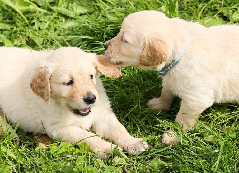 Do Yellow Labrador Puppies Get Darker With Age?