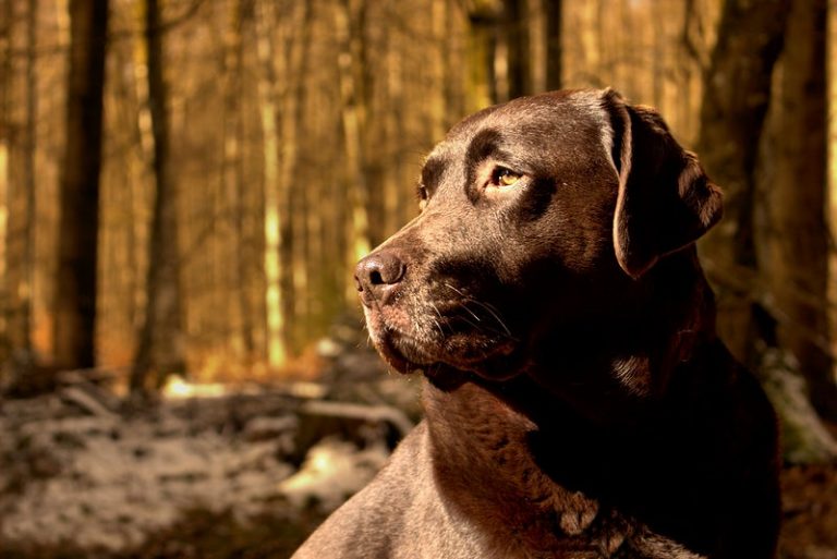 Chocolate Labradors – The Ultimate Guide To Getting The Most Out Of Your Dog’s Personality And Personality Traits!