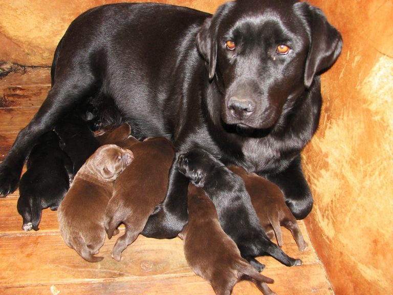 How Many Puppies Do Labradors Usually Have? Litter Sizes Explained