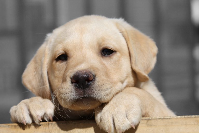 7 Mistakes New Labrador Puppy Owners Make That You Should Avoid