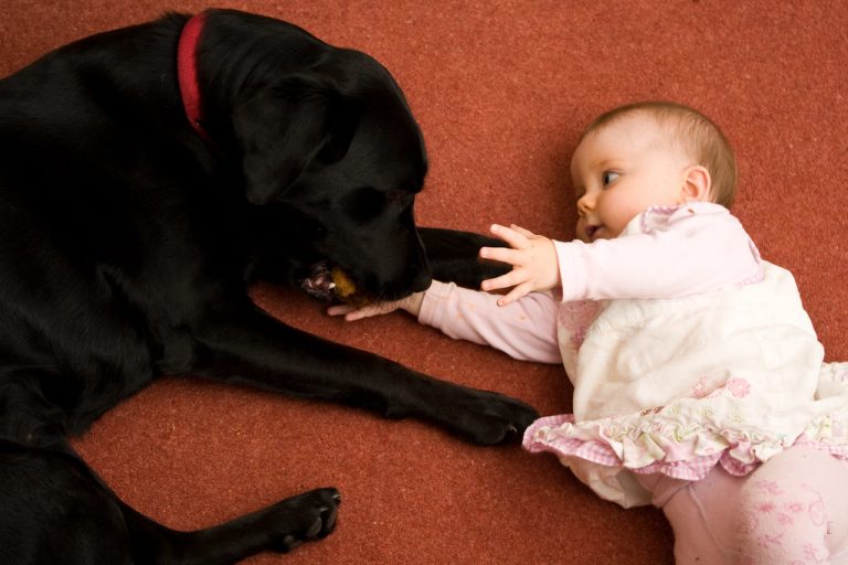 Are Labradors Good With Small Babies?