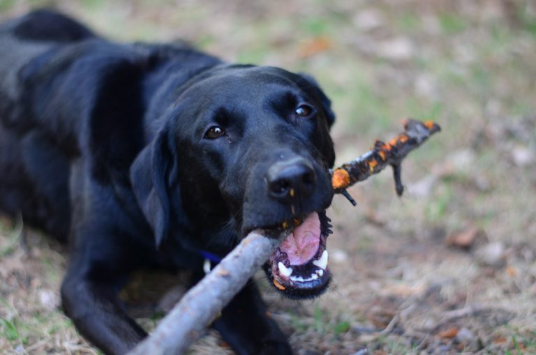 How to Stop Labrador Eating Sticks and Rocks?