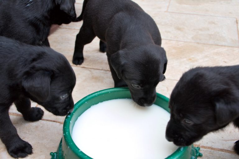 What Do Labrador Puppies Drink And Why? Tips For Proper Hydration