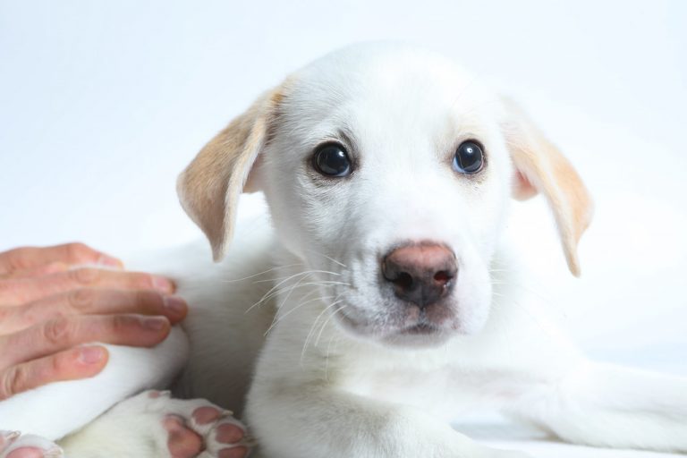 Why Are White Labradors So Expensive? The Truth About Dog Breeds And Their Prices