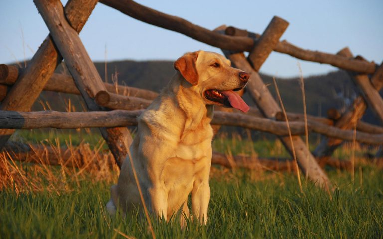 Labradors As Gun Dogs: The Ultimate Guide To Choosing The Right Dog For You