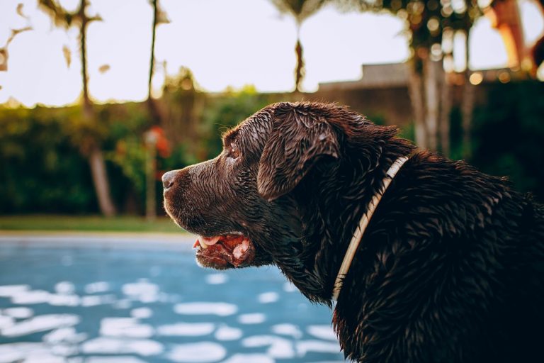 Do Labradors Overheat? Essential Tips To Keep Them Cool