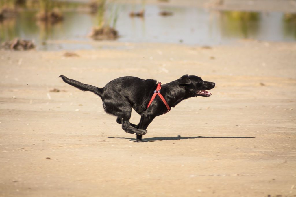 Ultimate Guide To Labrador Retrievers & Running