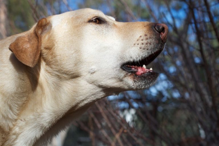 How to Stop Your Labrador From Barking: A Guide On How You Can Train Them To Stop