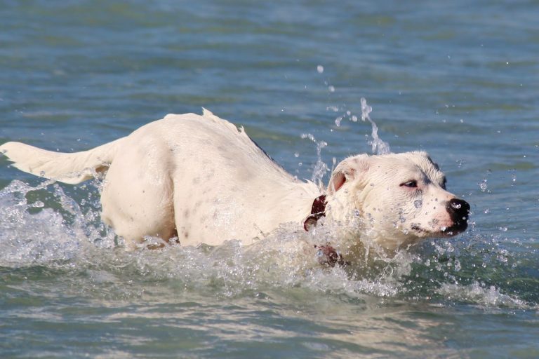 Do Labradors Use Their Tails for Swimming?