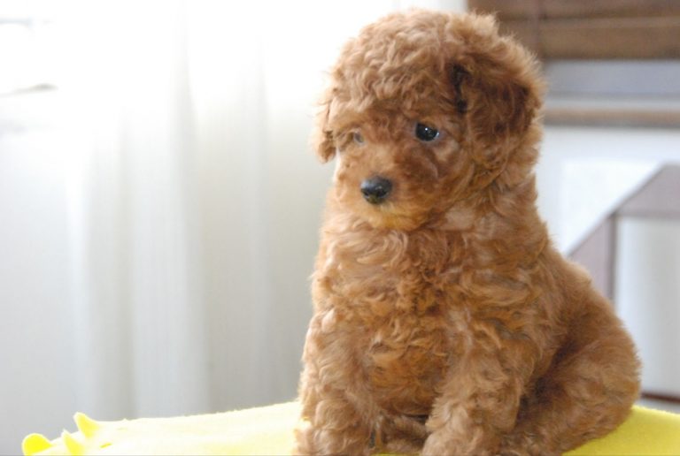 Is It Possible To Breed A Labradoodle And A Poodle Together?