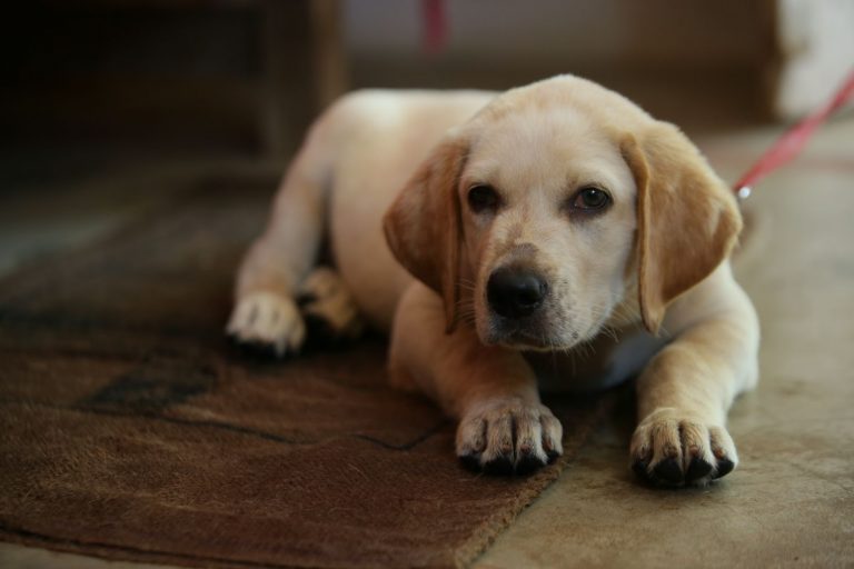 What Age Can You Train A Labrador? – Tips For Dog Owners
