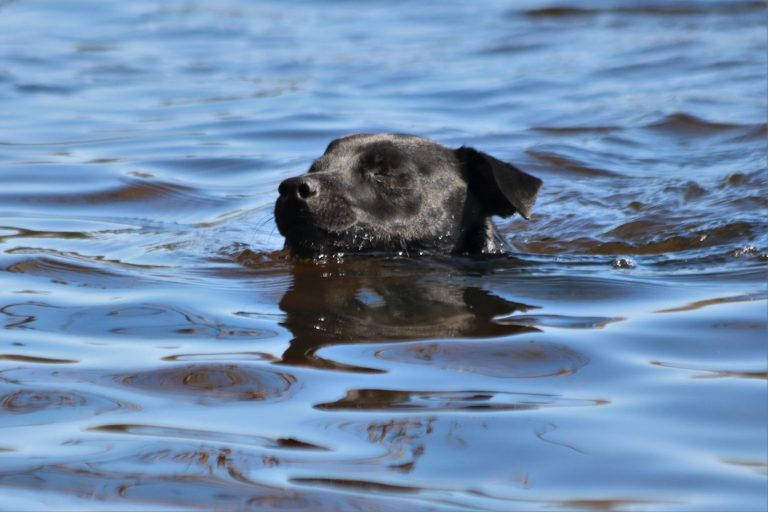Do Black Labradors Get Hotter Than Yellow? (How To Keep Cool)