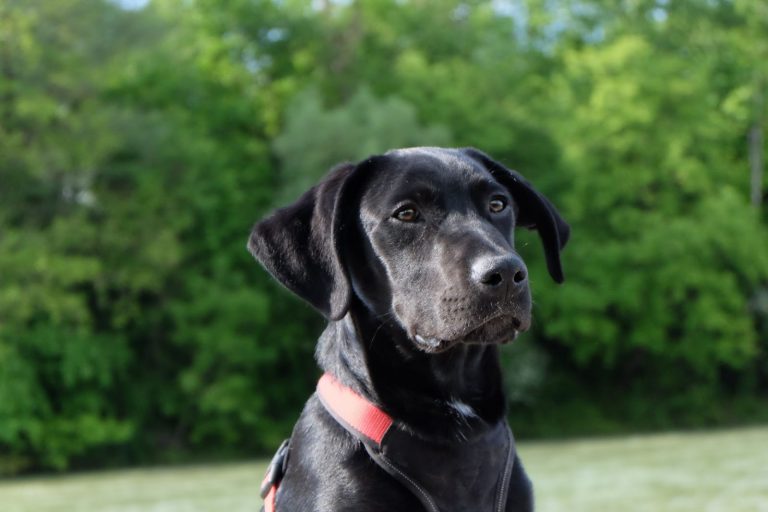 Can You Train A Labrador To Be A Guard Dog?