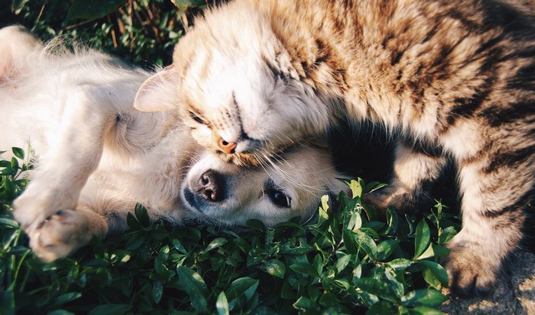 Can Labradors Live With Cats? – The Ultimate Guide