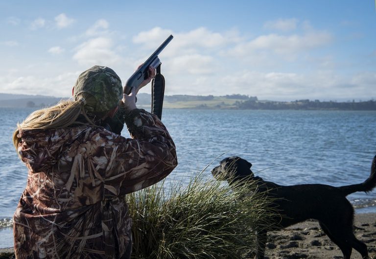 Are Labradors Good For Duck Hunting? Our Expert Opinion