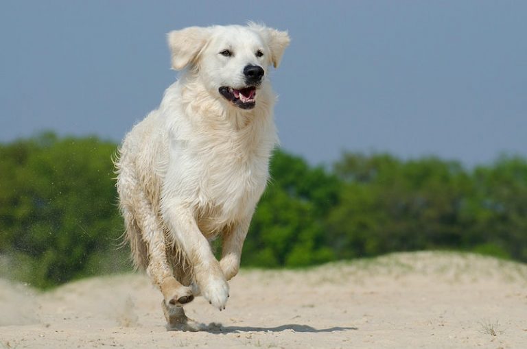 A Dog’s Life: The Beginner’s Guide to the Great Pyrenees Labrador Mix