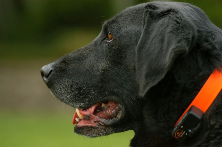 What Are Labradors Good For: 7 Ways They’re Used Every Day