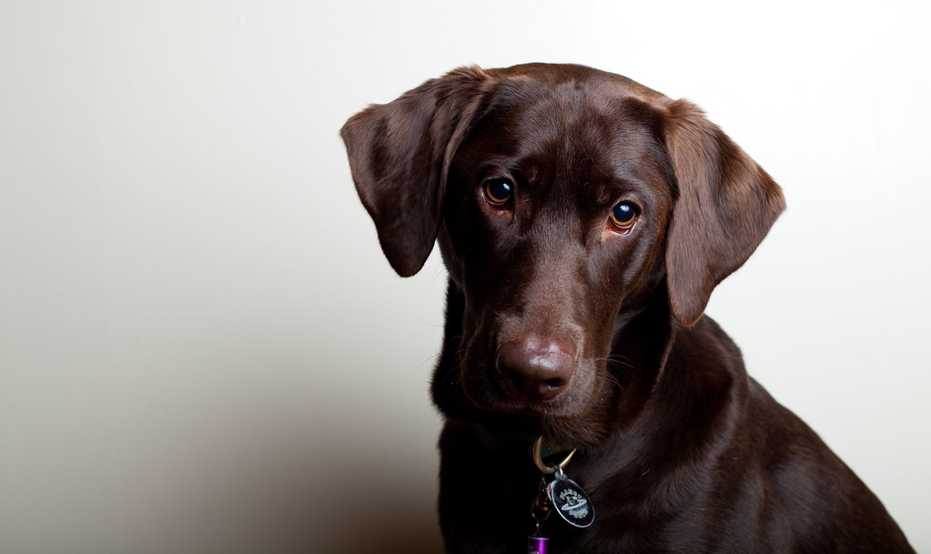 Is Your Chocolate Labrador Turning White