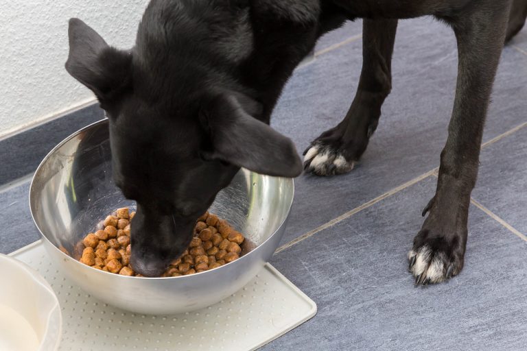 How Often Should You Feed A Labrador? The Ultimate Guide