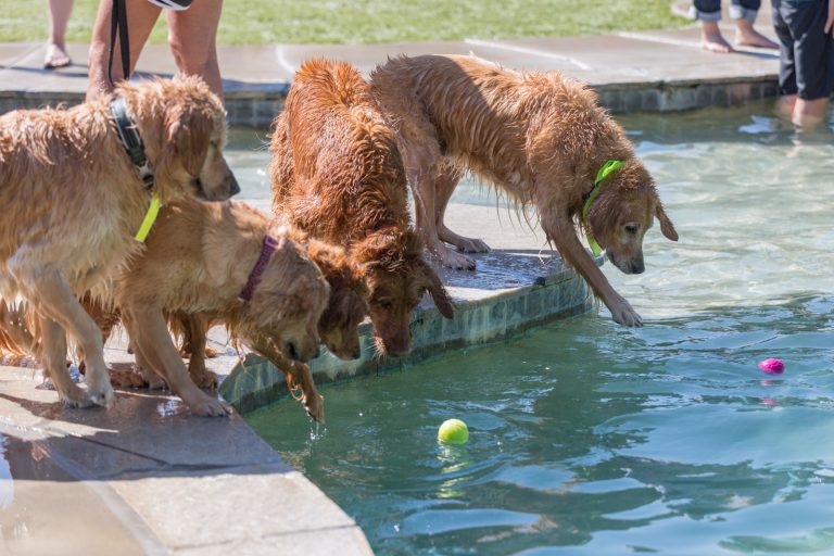 Can Golden Retrievers Swim In Your Pool? Tips For Dogs In Water