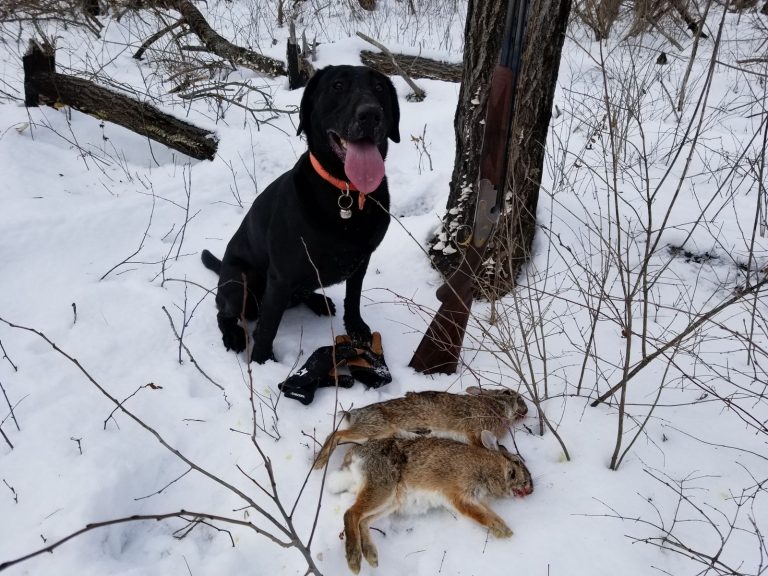 Would A Labrador Kill A Rabbit? A Question For You