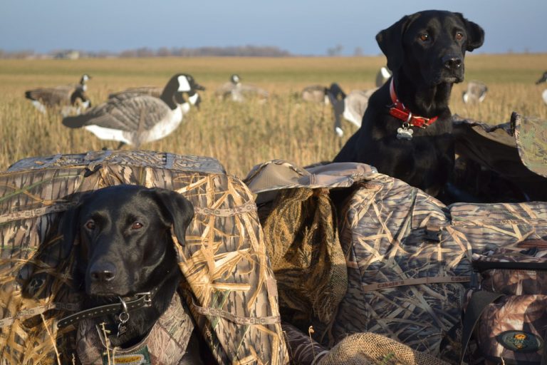 Are Male Or Female Labradors Better For Hunting?