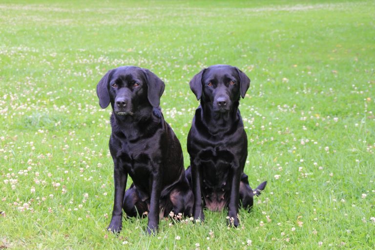 Can You Breed Labrador Siblings?