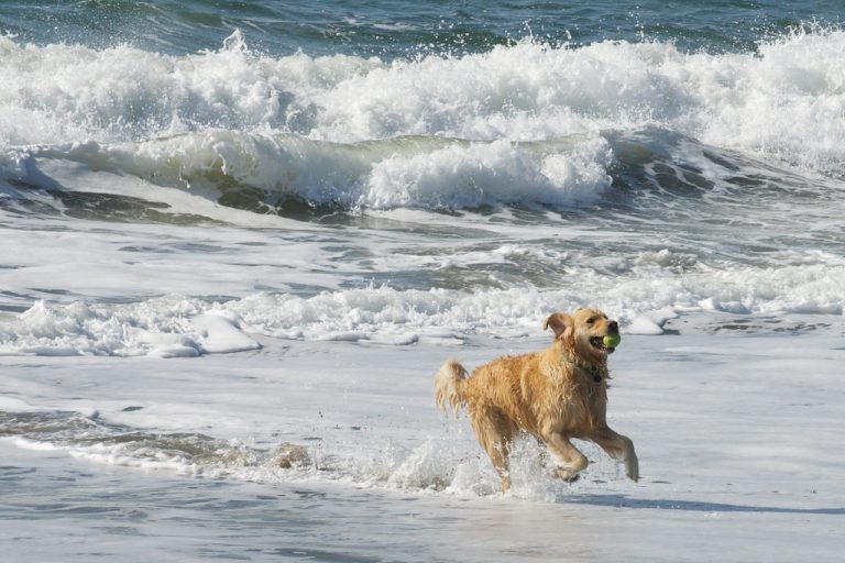 Can Golden Retrievers Swim At The Beach?